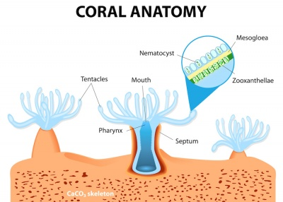 coral anatomy